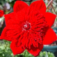 ペチュニア,ペチュニア,ラナンキュラスラックス　ハデス,ラナンキュラスラックス　ハデス,シンカルファ　ハートクイーンの画像