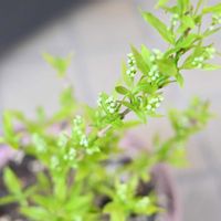ヒメウツギ,ヒメウツギ ライムシャンデリアの画像