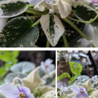 セントポーリア,セントポーリア,アランズフォールンエンジェルSP,アランズフォールンエンジェルSPの画像