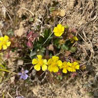 カタバミの画像