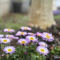 デージー,デージー　ラベンダードリームそら,かわいいな♡,花のある暮らし,庭の花壇の画像