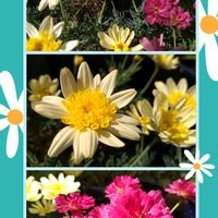 マーガレット,オステオスペルマム,ブルーシクラメン　サムライ,オステオスペルマム　3D,鉢植えの画像