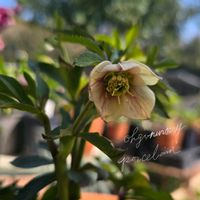 クリスマスローズ,ガーデニング,いつもありがとう♡,大木,花のある暮らしの画像