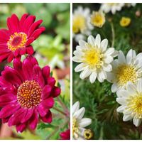 マーガレット,ボンザマーガレット,今日のお花の画像