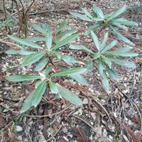 シャクナゲの画像