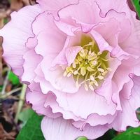 クリスマスローズ,クリスマスローズ,クリスマスローズ ダブル,クリスマスローズ ダブル,レンテン・ローズの画像