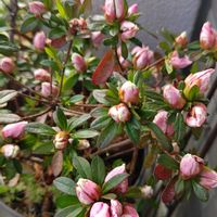 アザレア,花のある暮らし,植中毒,花自慢,春はすぐそこの画像