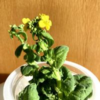 白菜,キッチンの画像