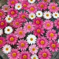 ポピー,ボケ,マーガレット,ヤブツバキ,今日のお花の画像