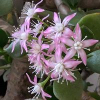 房咲き水仙,マラコイデス,こぼれ種からのビオラの花,地植え,☆カランコエの画像