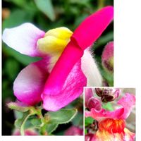 キンギョソウ,スノーフレーク,ヘビイチゴ,スキミア,マグノリアの画像