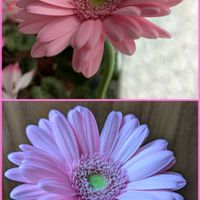 ガーベラ,可愛いお花達,世界に平和を,いつもありがとう(^-^)の画像