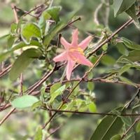 ジューンベリー,ウグイスカグラ,ミヤマウグイスカグラ,冬咲きロニセラ,深山鶯神楽の画像