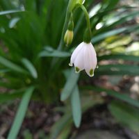 オキザリス,オキザリス,スノ－フレ－ク,スノ－フレ－ク,太陽の光線✨の画像