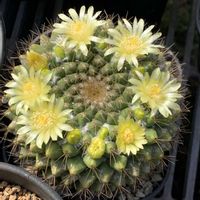 サボテン,多肉植物,開花,ビニールハウス,黄色の花の画像