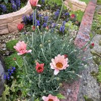 ローダンセマム,ローダンセマム　アプリコットジャム,花芽,花のある暮らし,植物のある暮らしの画像