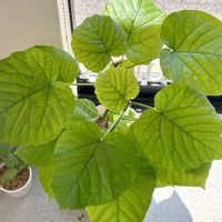 ウンベラータ,観葉植物の画像