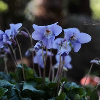 スミレ,タチツボスミレ,エイザンスミレ,鉢植え,こぼれ種の画像