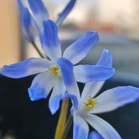 鉢植え,小さな花,ブルー,癒し…♡,かわいらしいの画像