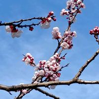 アンズ,杏(あんず),花のある暮らし,大事に育てたい,果物の花の画像