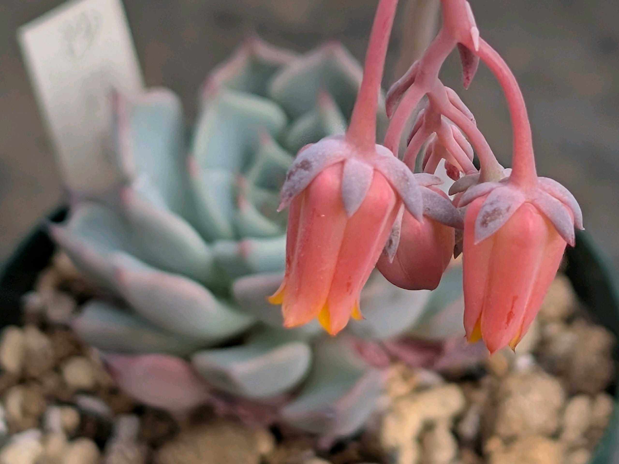 沙羅姫牡丹の育て方｜🍀GreenSnap（グリーンスナップ）