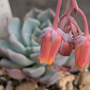 エケベリア,沙羅姫牡丹,エケベリア交配種,多肉植物,エケの画像