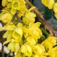 ヒイラギナンテン,柊南天,季節を楽しむ,春の訪れ,お出掛け先の画像