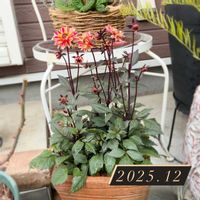 ダリア,ミニダリア,観察,鉢植え,花のある暮らしの画像