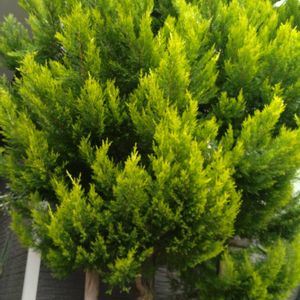 ゴールデンクレスト,シンボルツリー,いいね、コメントありがとうございます♡,チーム新潟の画像