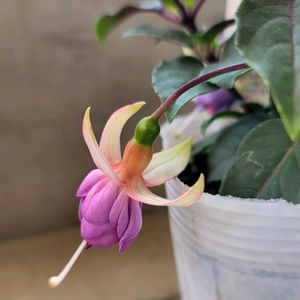 かわいいな♡,ひとめぼれ♡,お花好き,すてき…♡,自己流ガーデニングの画像