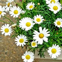 マーガレット,ジャーマンカモミール,フランスギク,マーガレットさくらべーる,ハーブの画像