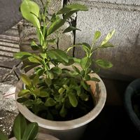 柚子,植木鉢,柚子の芽,植木鉢の植物の画像