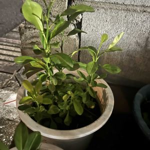 柚子,植木鉢,柚子の芽,植木鉢の植物の画像