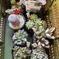 サボテン,オーロラ,樹氷,ハオルチア,ヒューケラの画像