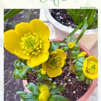 パンジー,ビオラ,ビオラ,プリムラ　ジュリアン,キバナセツブンソウの画像