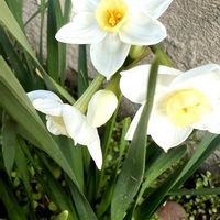 スイセン,復興祈願,キュンキュン乙女倶楽部,平和を願う☆,白い恋人達の画像