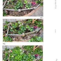 クリスマスローズ,ヒューケラ,ひなそう,花壇,今日の一枚の画像