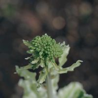 ハボタン,葉牡丹の画像