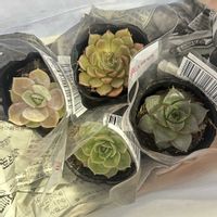 多肉,大和錦,オリビア,オウンスロー,ブルーサプライズの画像