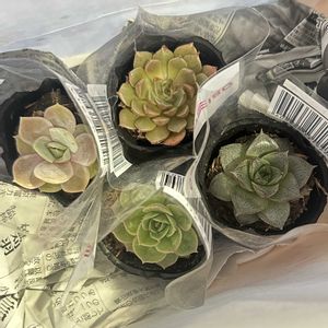 多肉,大和錦,オリビア,オウンスロー,ブルーサプライズの画像