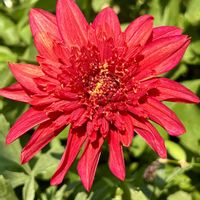 ダリア,ニュージーランド,赤色のお花♡,庭の画像