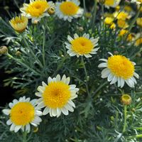 ストック,マーガレットソレミオ,マーガレットソレミオ,可憐な花,今日のお花の画像