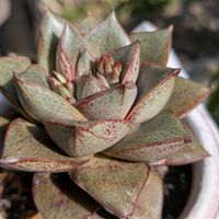 大和錦,ヒマツリ,多肉植物,元気もらえる,お花のある暮らしの画像