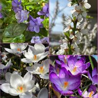 クロッカス,スミレ,ニオイスミレ,ホトケノザ,ユスラウメの画像