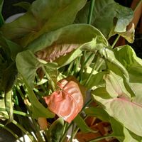 ヒポエステス,シンゴニウム ネオン,ヒポエステス ピンク,観葉植物,葉水の画像