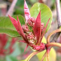 カナメモチ,カナメモチの新芽,GSに感謝。,植物観察,あけぼの山農業公園の画像