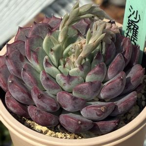 沙羅姫牡丹,多肉植物,多肉大好き,多肉植物のある暮らし,多肉女子の画像