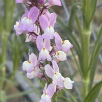 リナリア,小さな花,おうち園芸,庭の画像