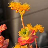 熊童子,薄化粧,薄化粧の花,薄化粧の花,香りカーネーション・源氏の画像