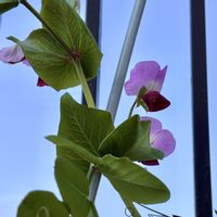 えんどう豆,紫えんどう,紫の花,育てやすい,野菜遺産の画像
